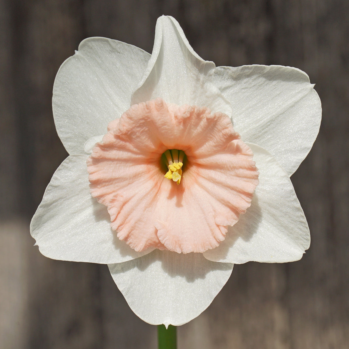 Pumpernikkeli - Special Narcissus - Fluwel