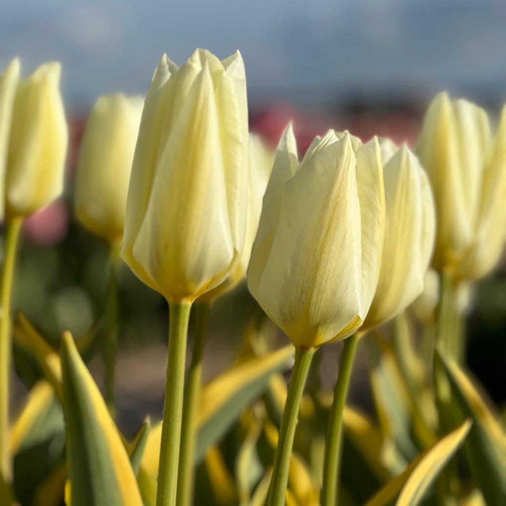 Purissima Blonde - Tulips - Fluwel