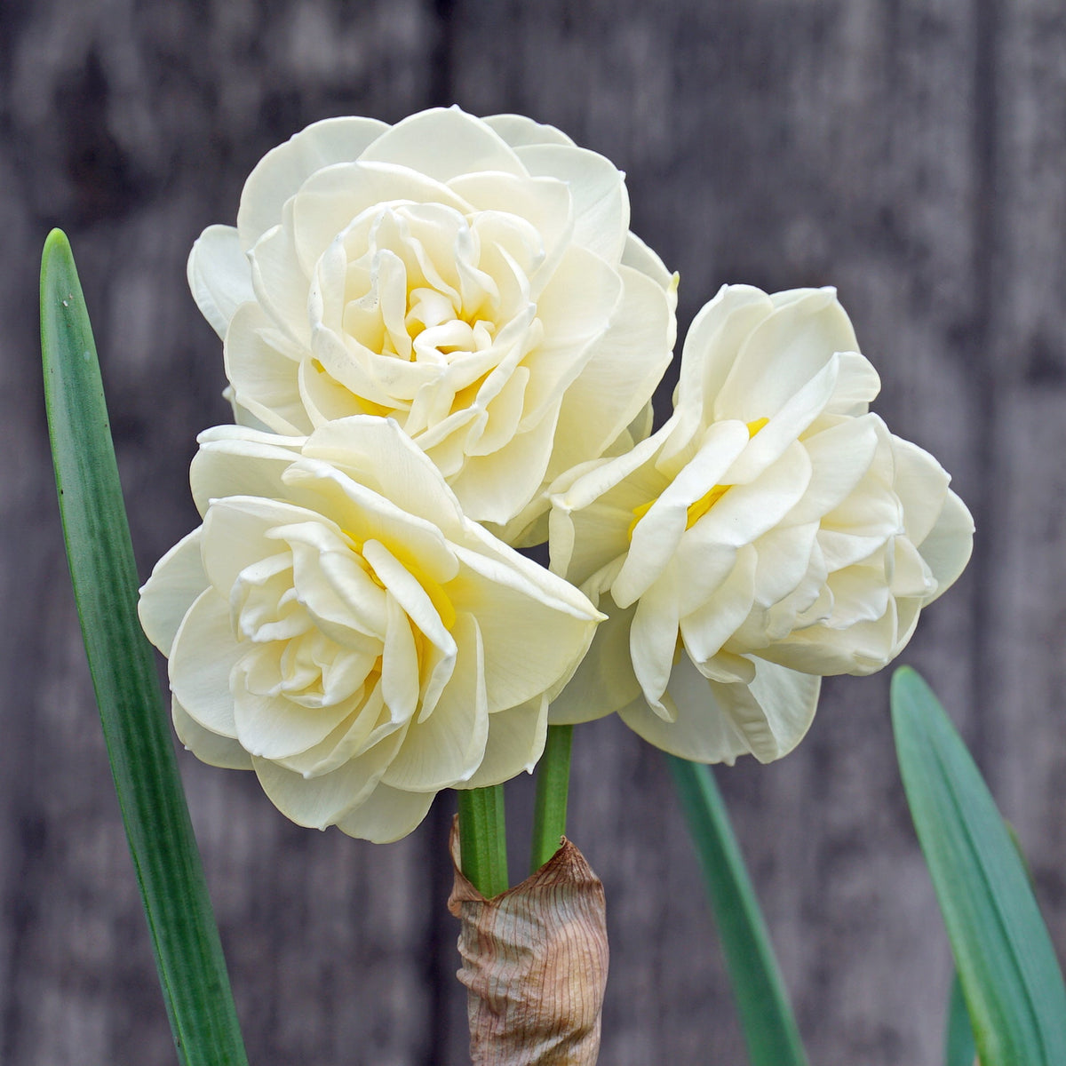 Rachel's Magic Spell - Special Narcissus - Fluwel