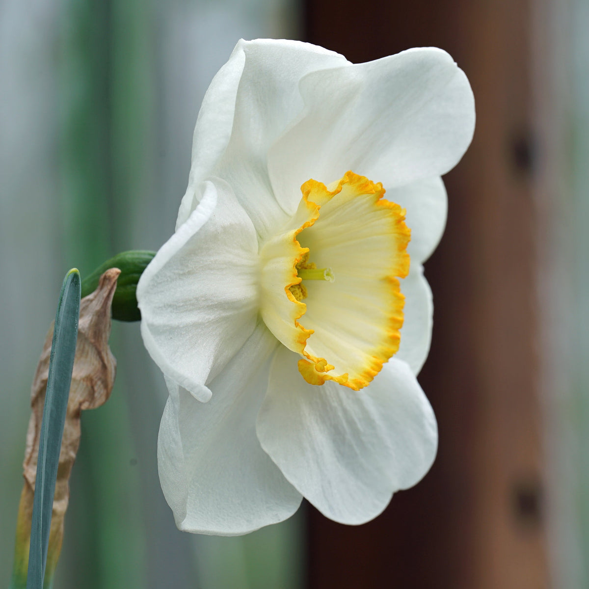 Ring Ring - Special Narcissus - Fluwel