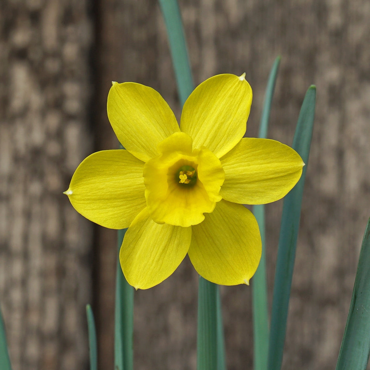 Rubelina - Special Narcissus - Fluwel