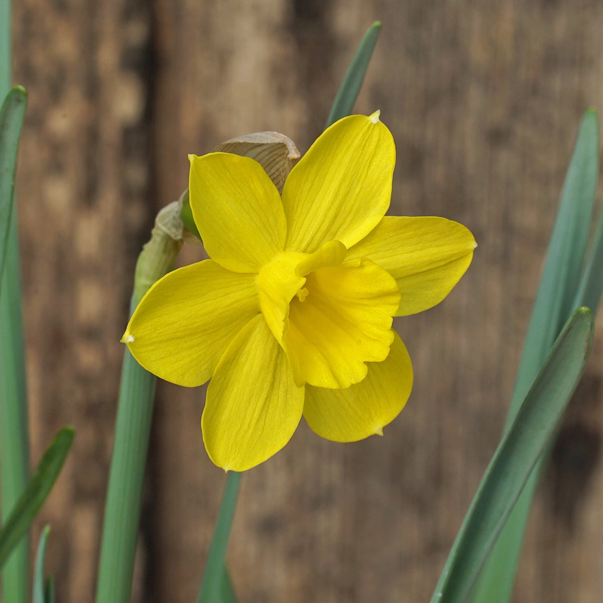 Rubelina - Special Narcissus - Fluwel