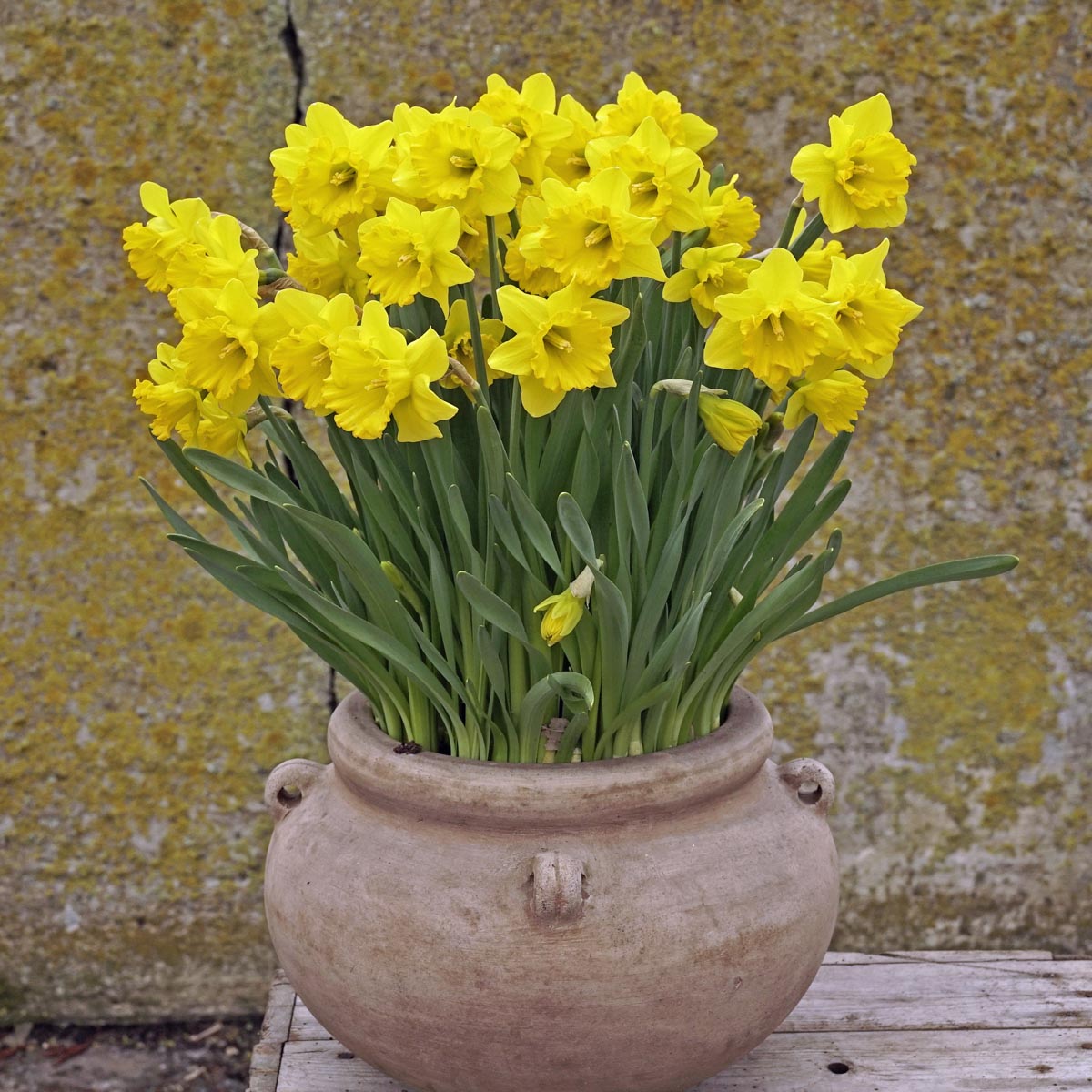 Say Cheese - Narcissus - Fluwel