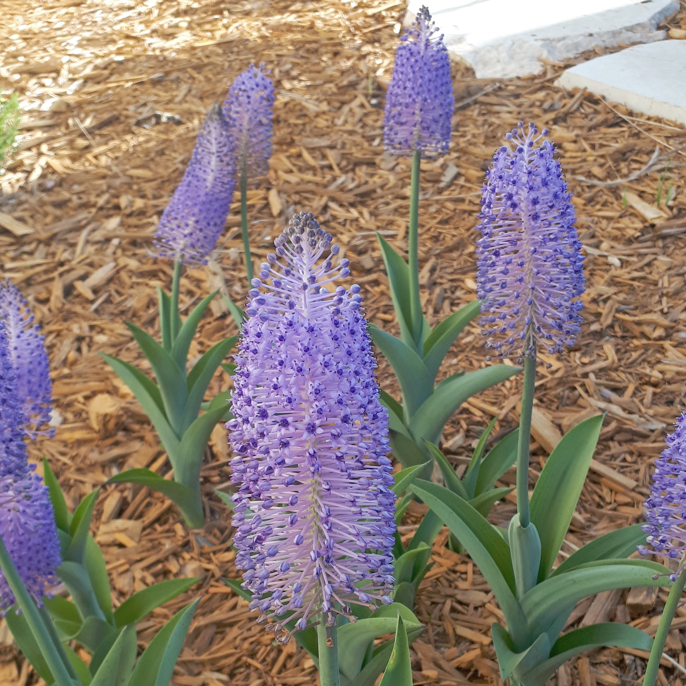Scilla madeirensis - Spring specialty bulbs - Fluwel