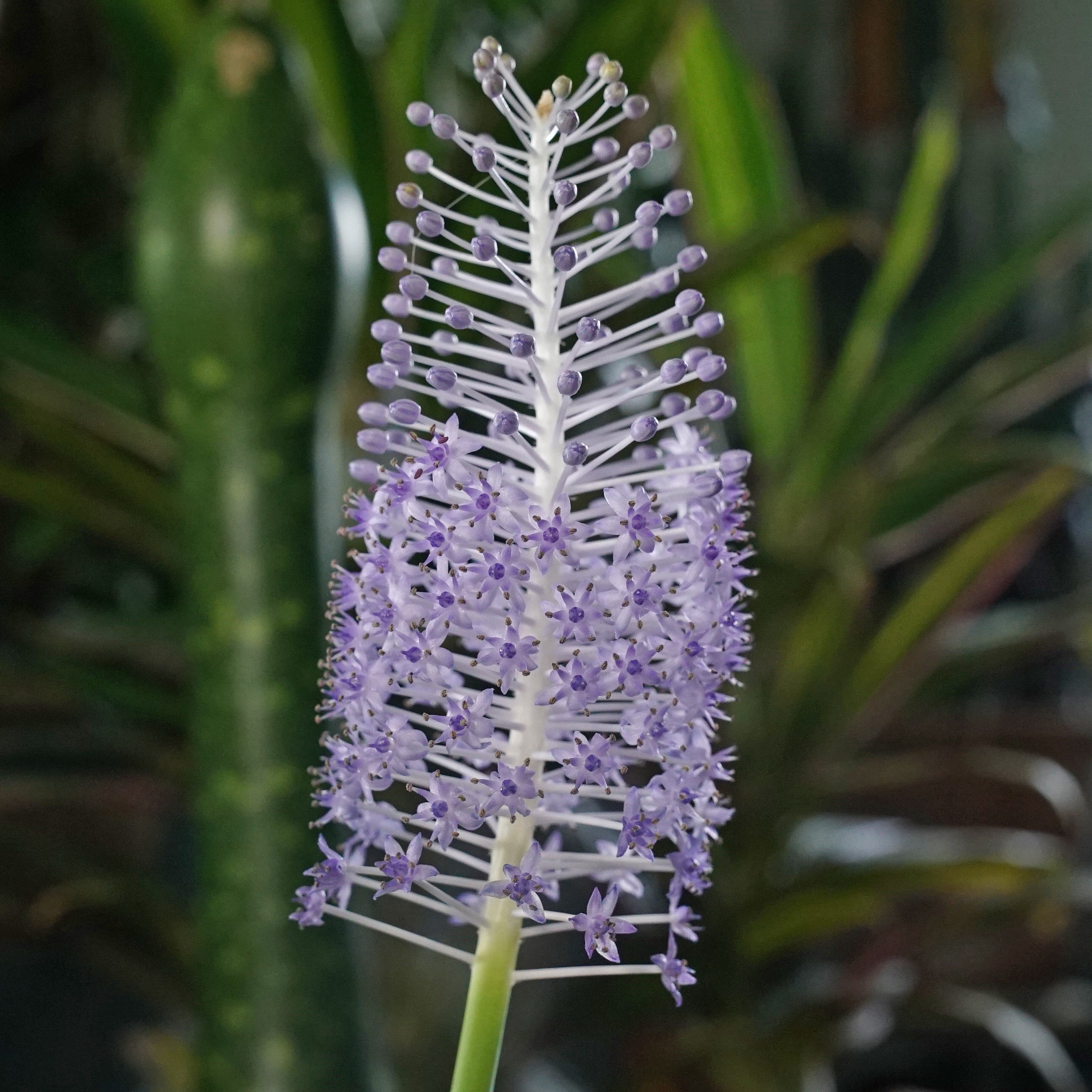 Scilla madeirensis - Spring specialty bulbs - Fluwel