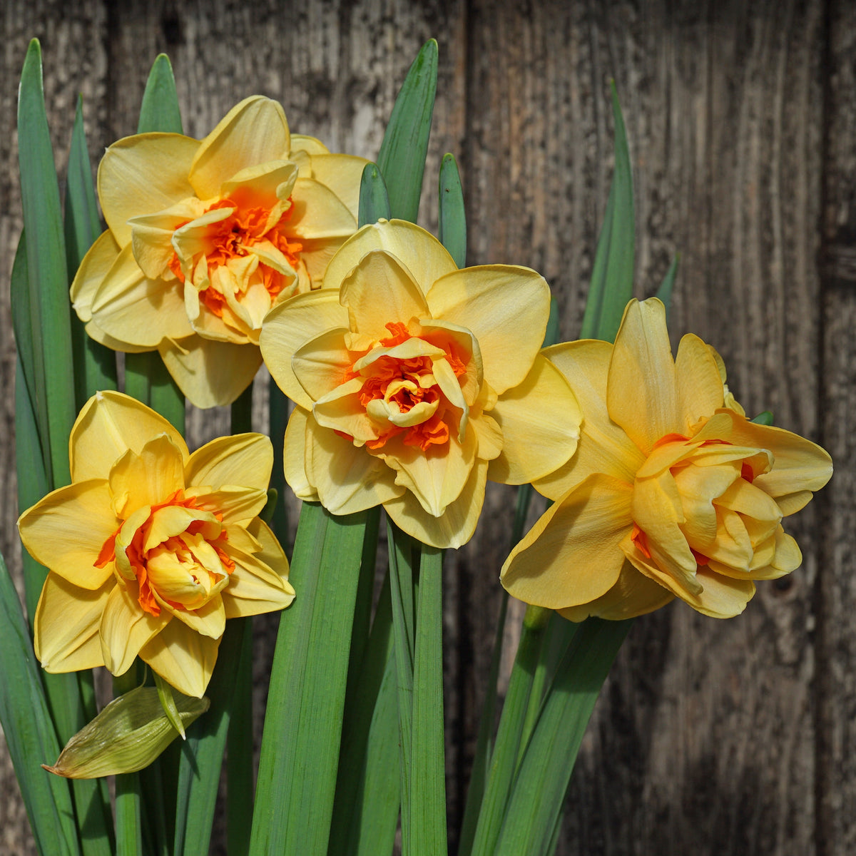 Sex on the Beach - Special Narcissus - Fluwel