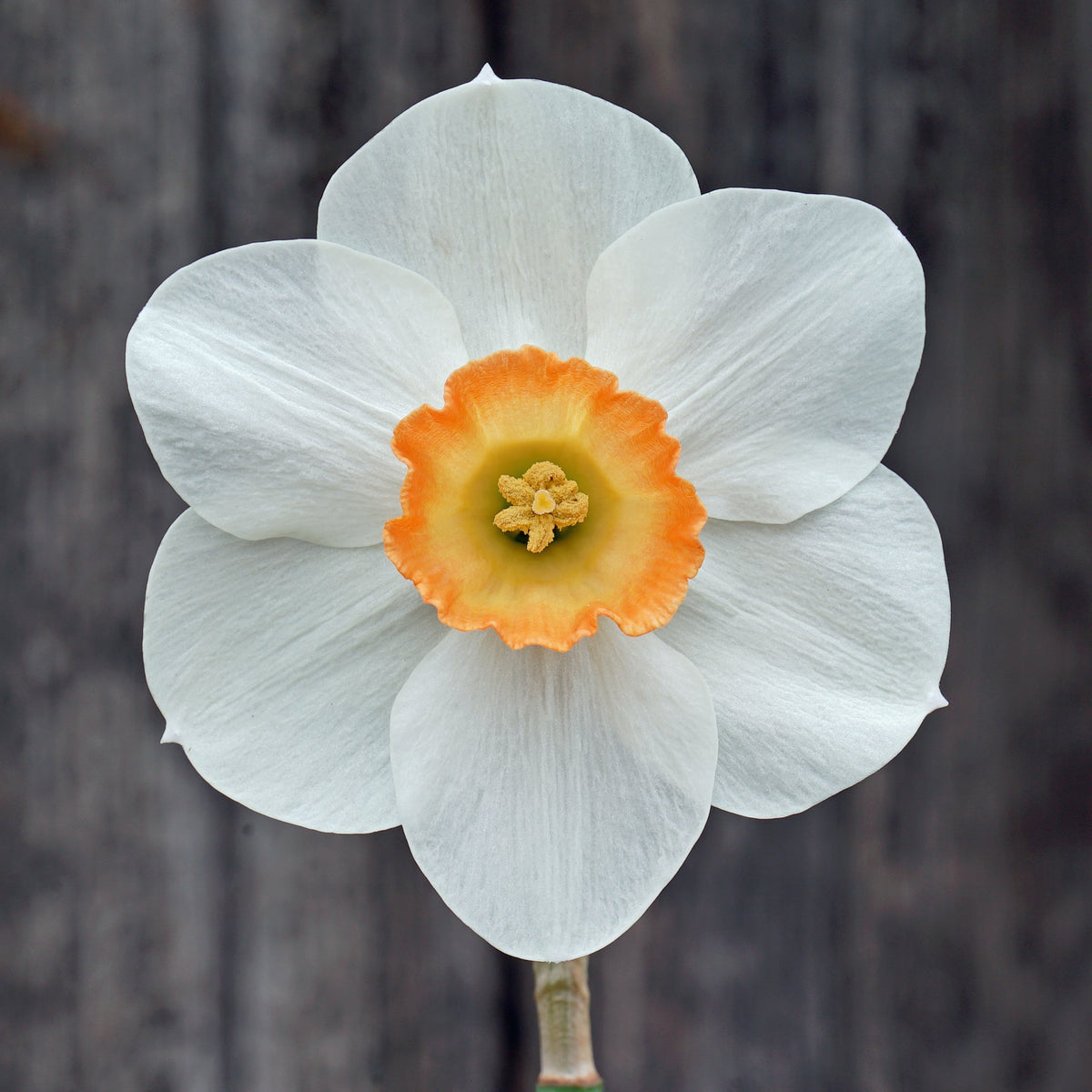 Sheelagh's Party - Special Narcissus - Fluwel