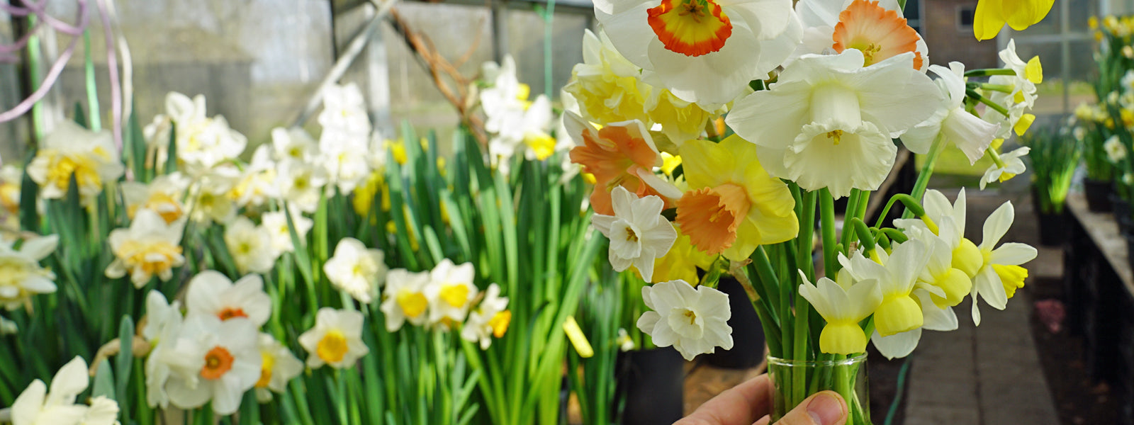A slider picture of Fluwel Special Narcissus in Carlos' greenhouse