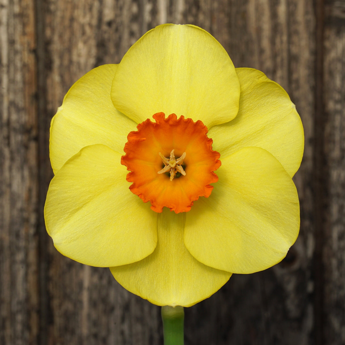 Smooth Criminal - Special Narcissus - Fluwel