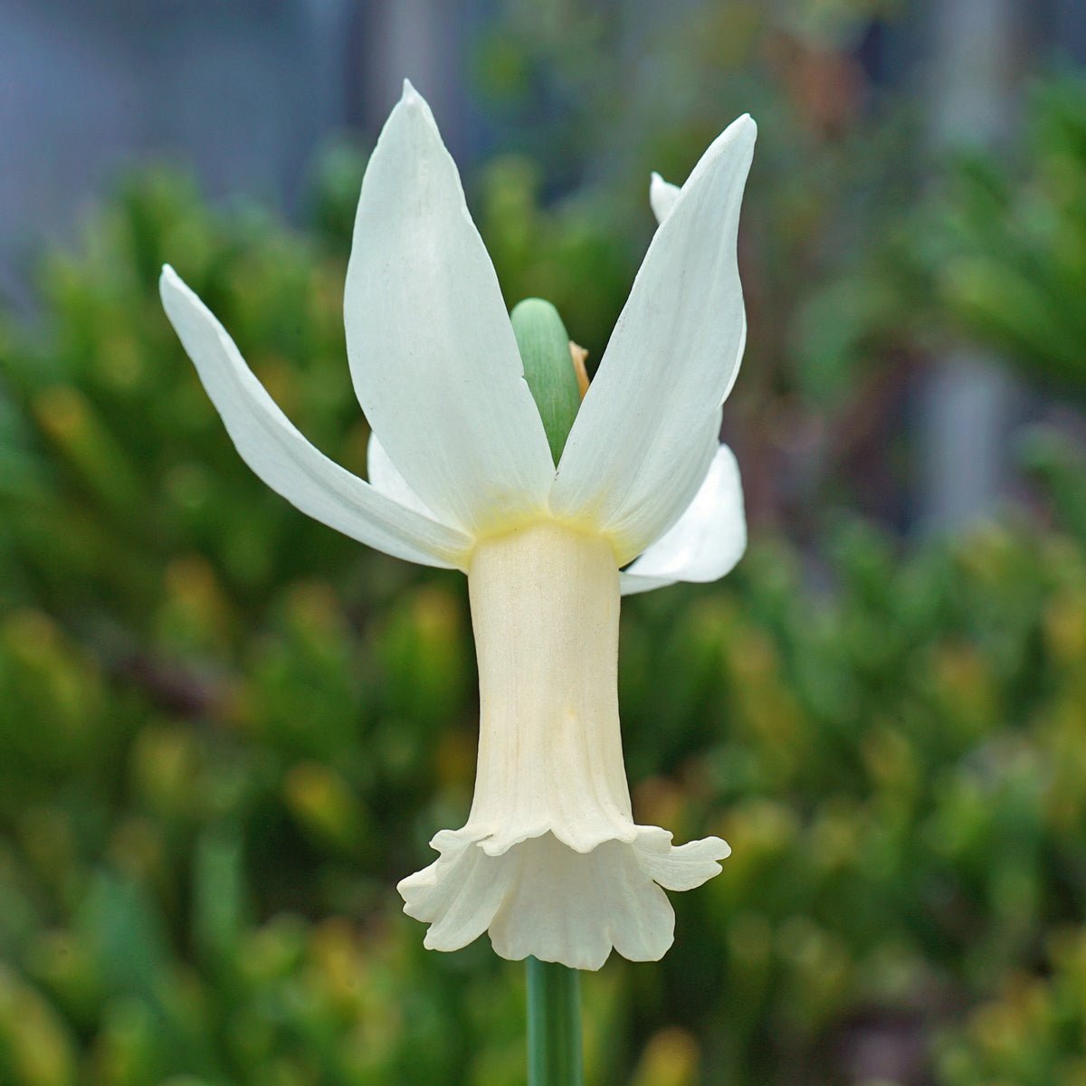 Snellebel - Special Narcissus - Fluwel