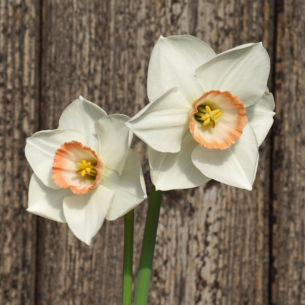 Songket - Special Narcissus - Fluwel