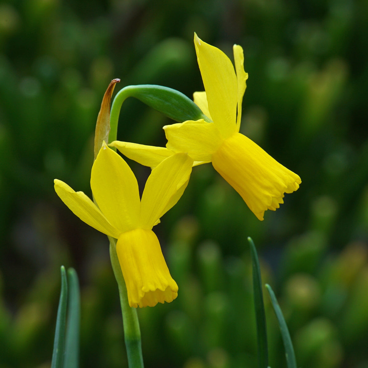 Squinney - Special Narcissus - Fluwel