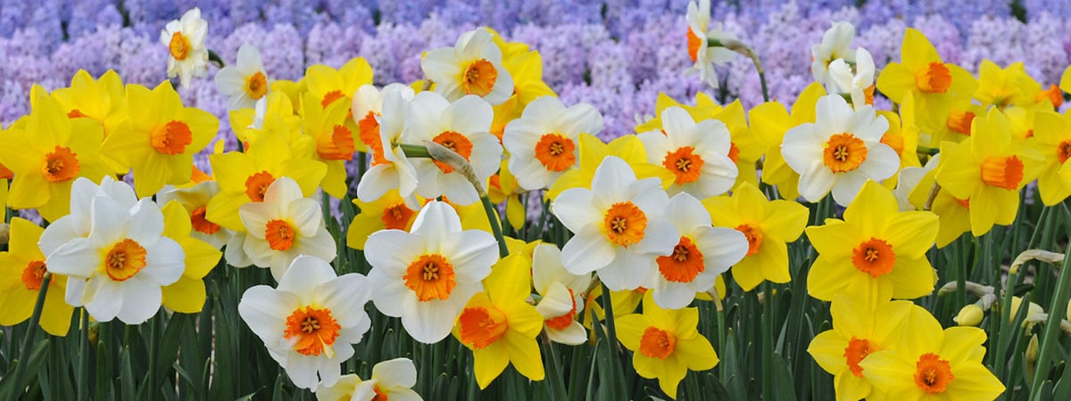 Narcissen mengsel Sunshine Boys - Fluwel