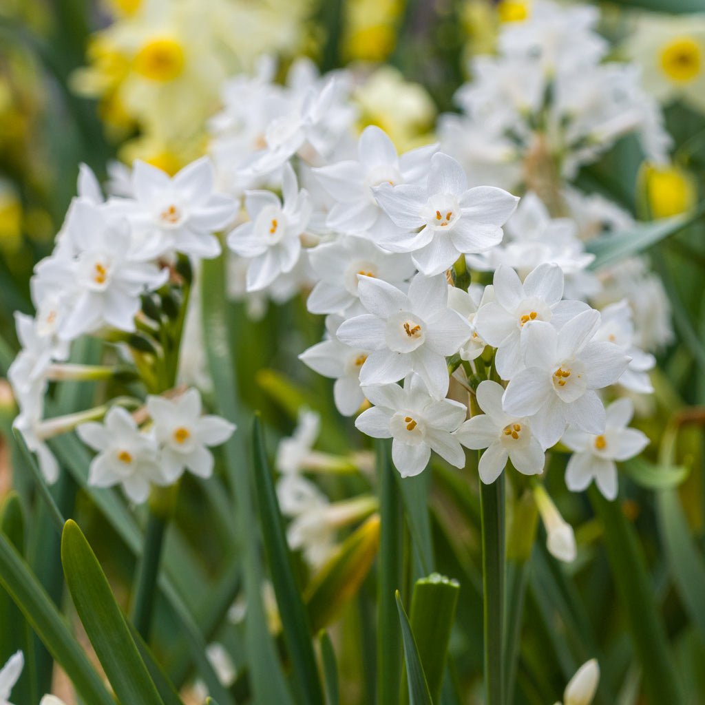 Tazetta pachybolbus - Special Narcissus - Fluwel