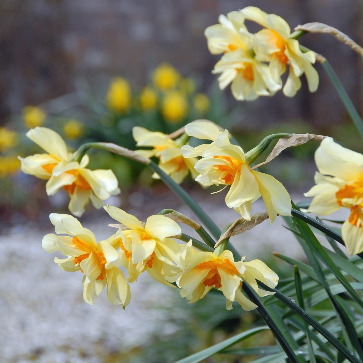 Twink - Special Narcissus - Fluwel