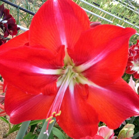 Vlammenspel - Special Amaryllis - Fluwel