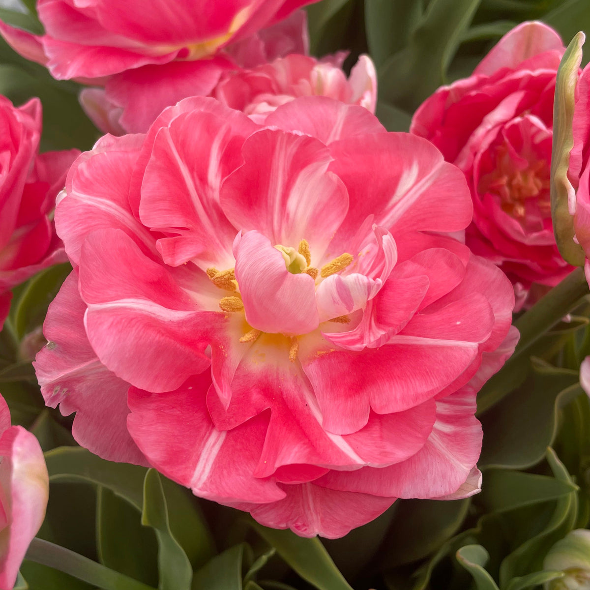 Wedding Gift - Tulips - Fluwel