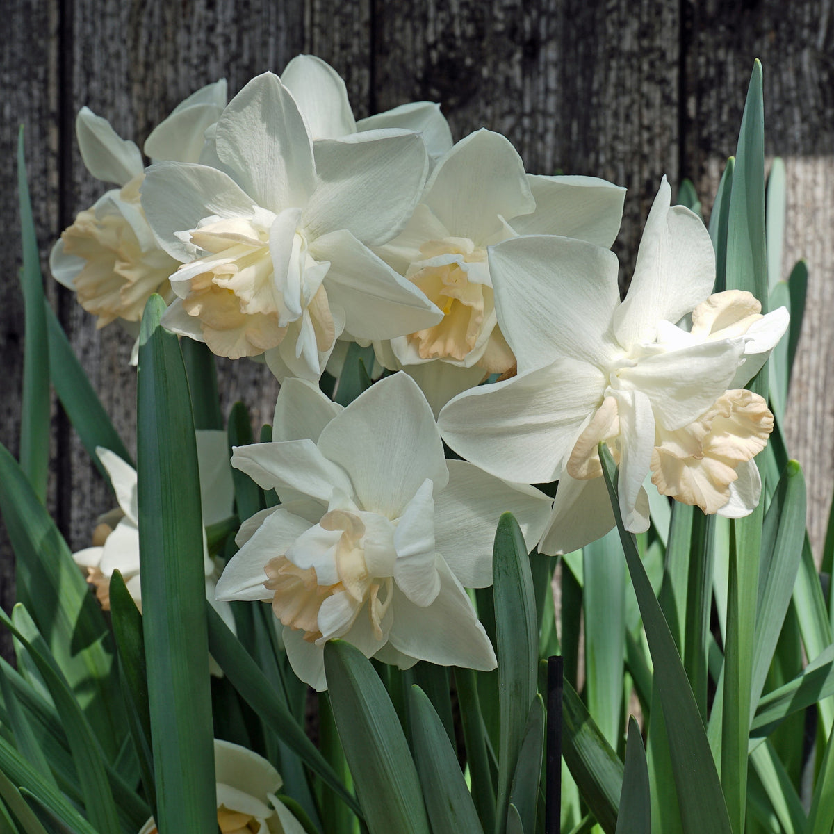 Woo Woo - Special Narcissus - Fluwel