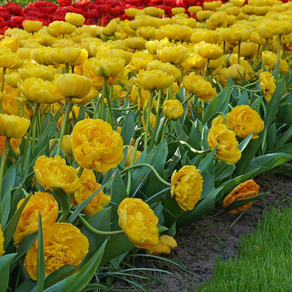 Yellow Pompenette