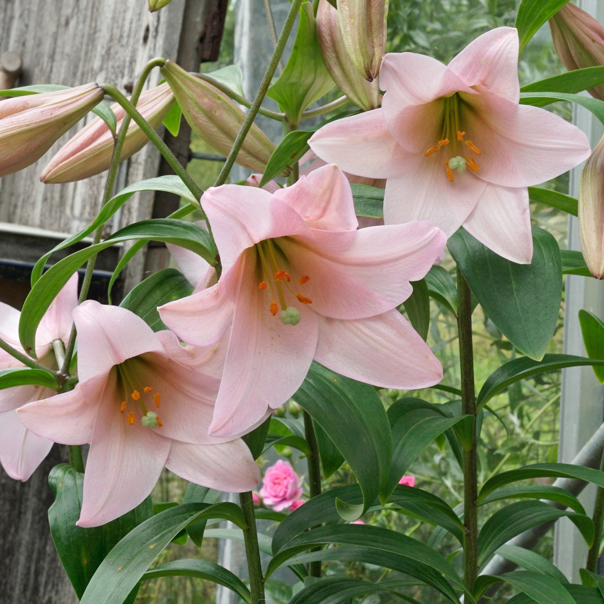 Lilium Magnifique