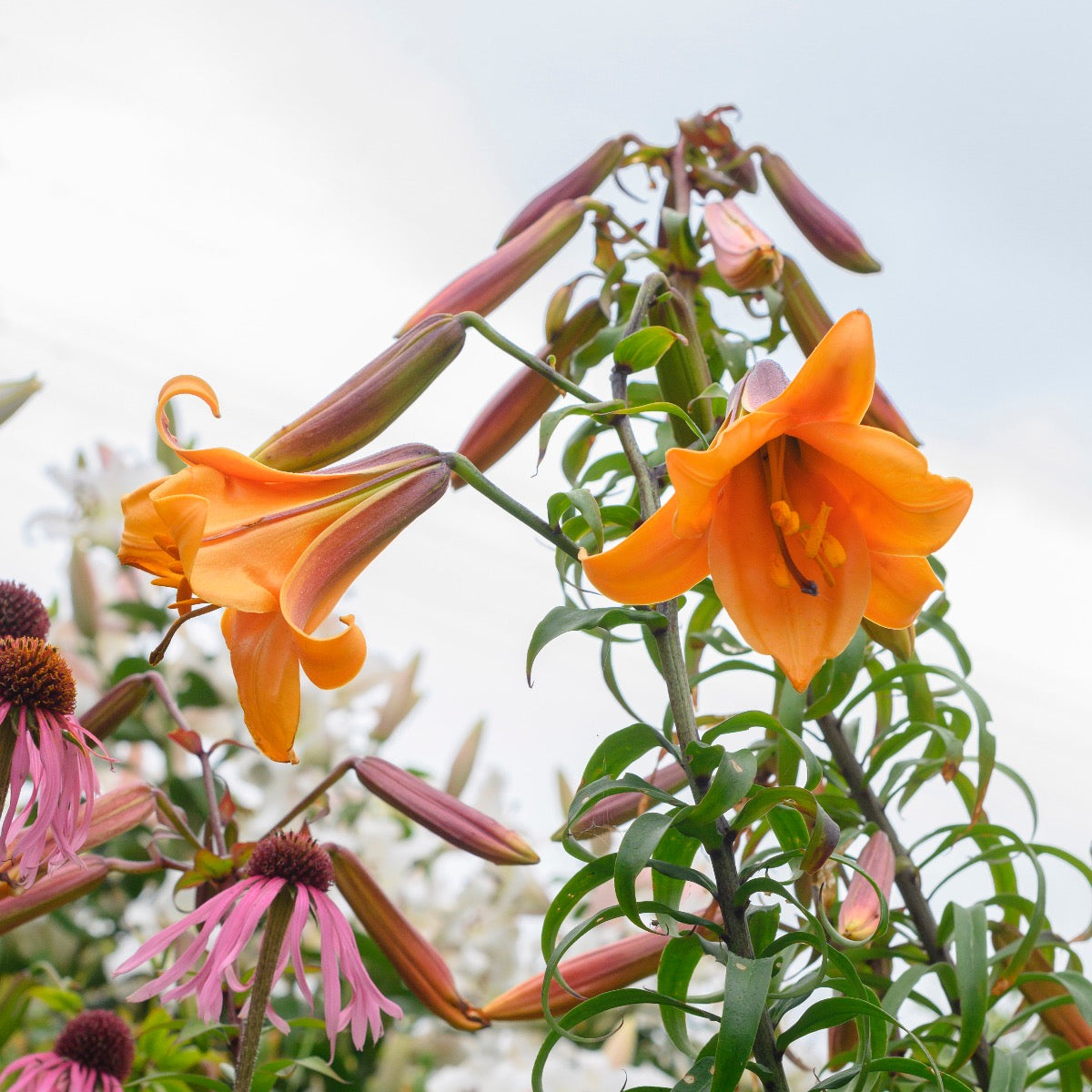 Lilium African Queen