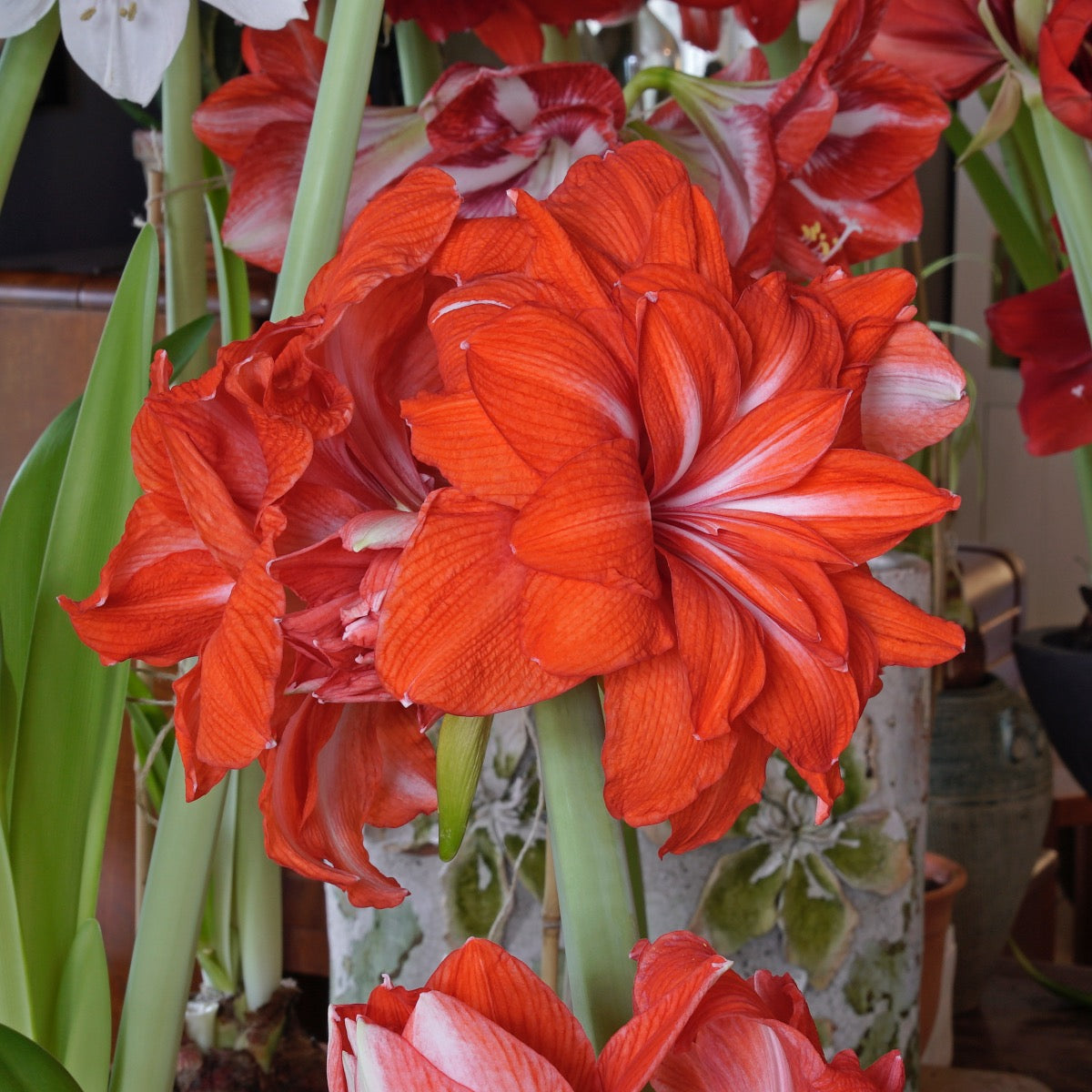 Amaryllis Double Circus