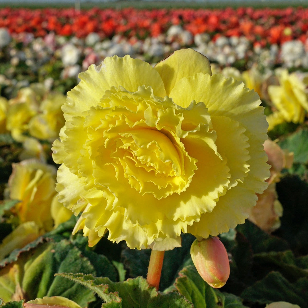 Begonie Ruffled Yellow