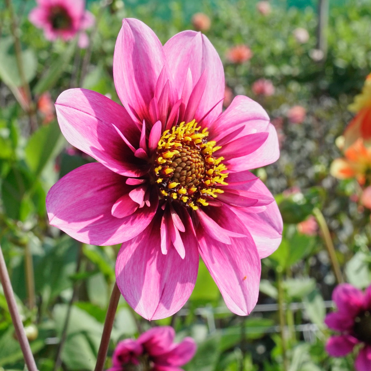 Dahlie Skyfall