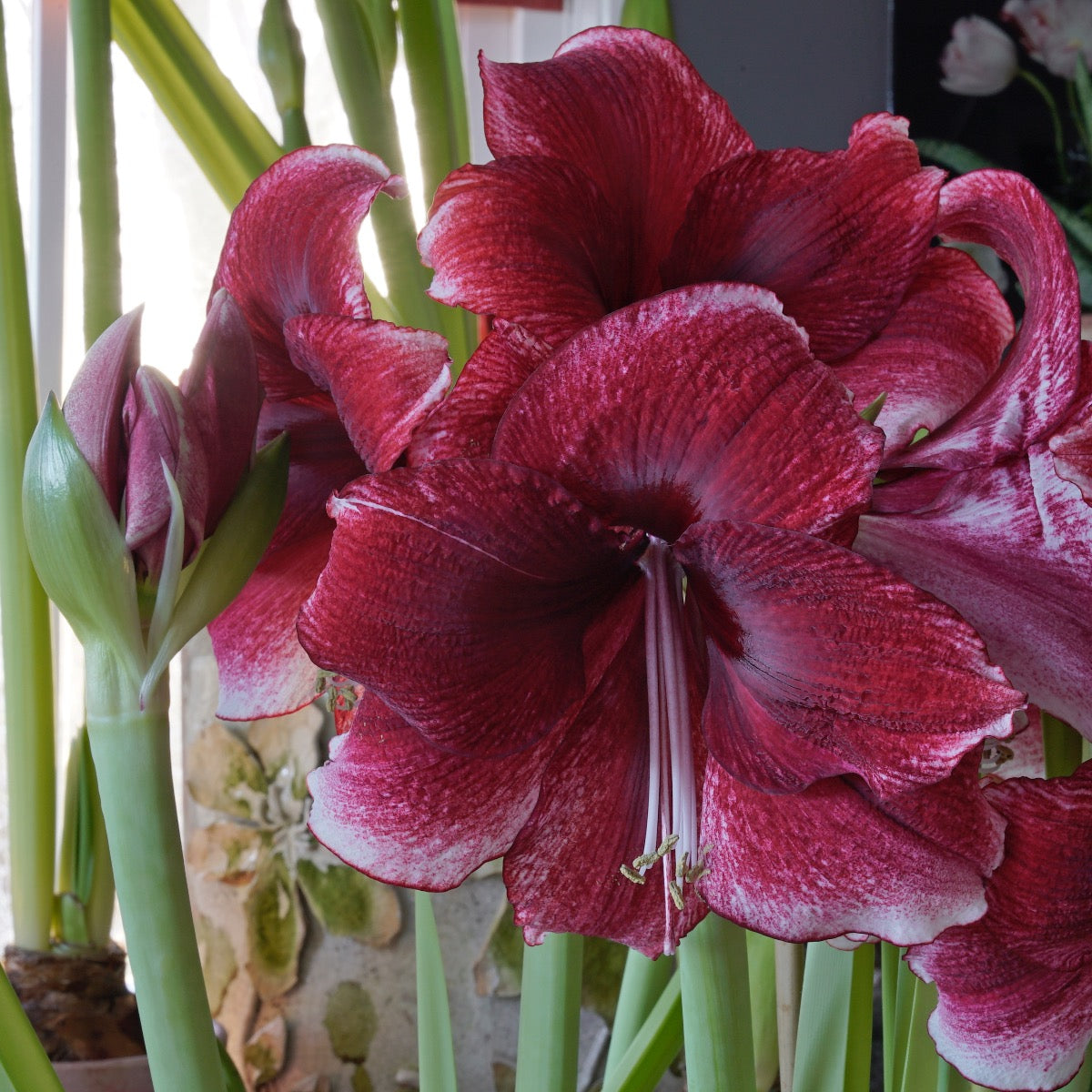 Amaryllis Daphne