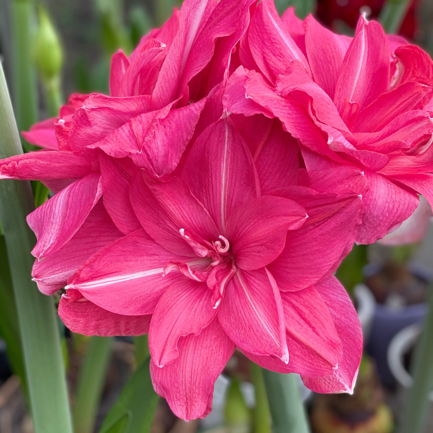 Amaryllis Candy Nymph