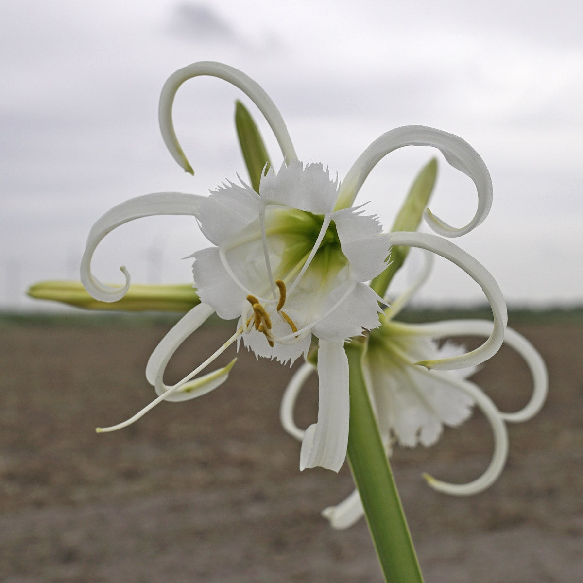 Hymenocallis festalis Zwanenburg