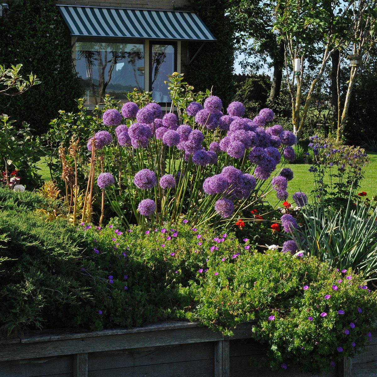 Allium Globemaster