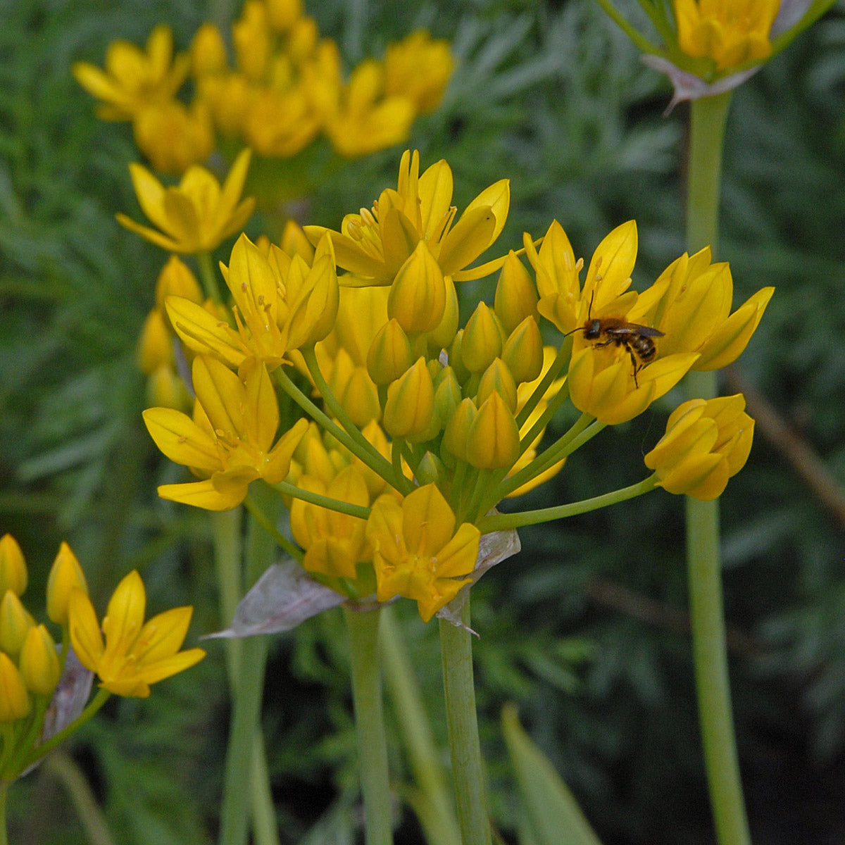 Allium moly Jeannine