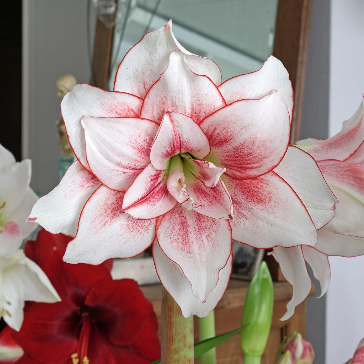 Amaryllis Elvas