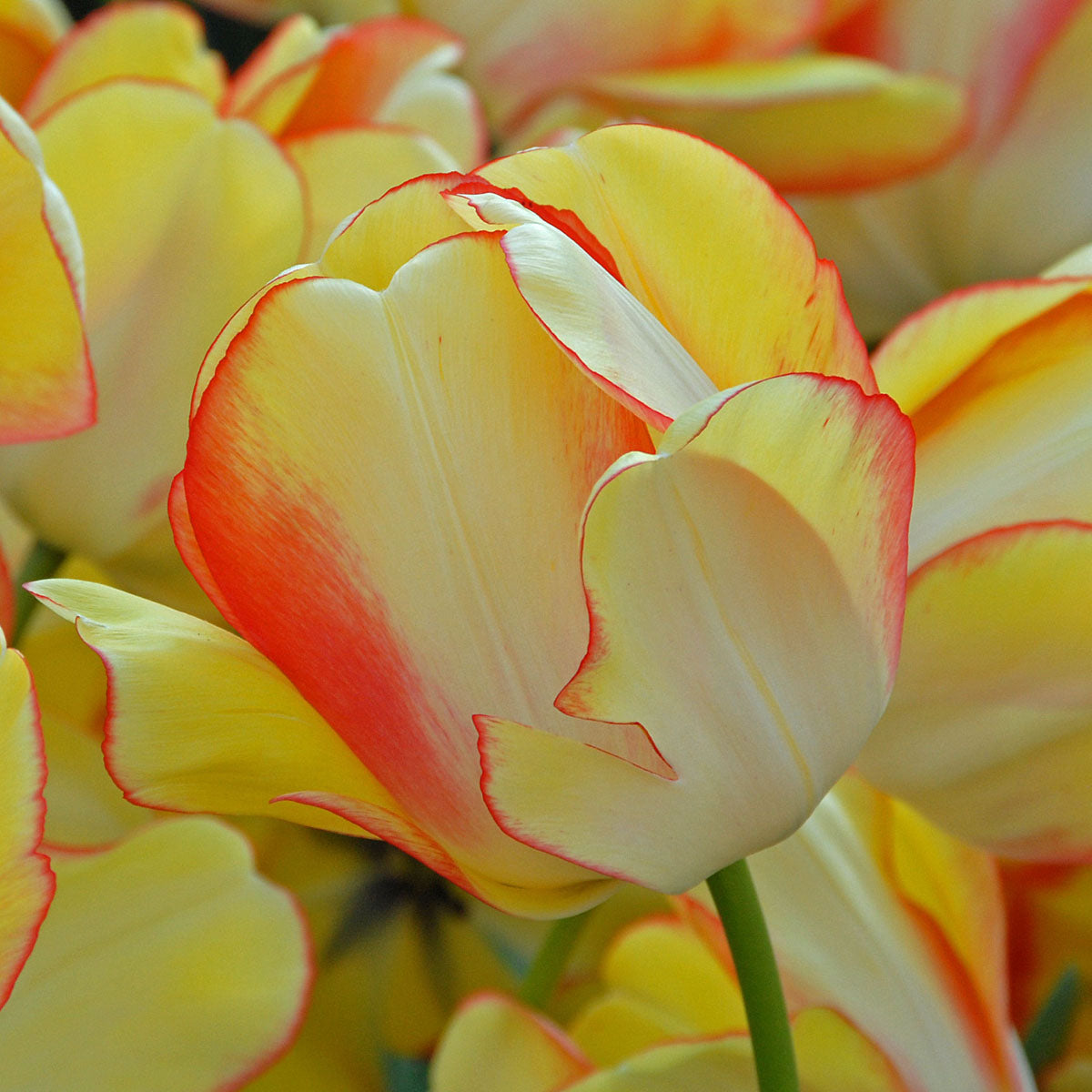 Beauty of Spring