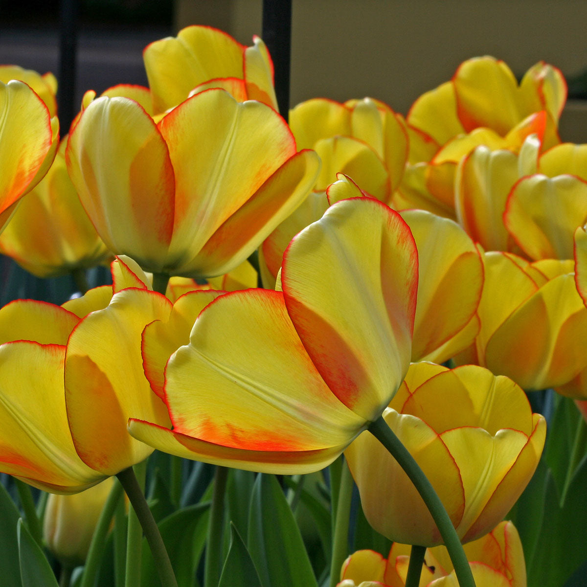 Beauty of Spring