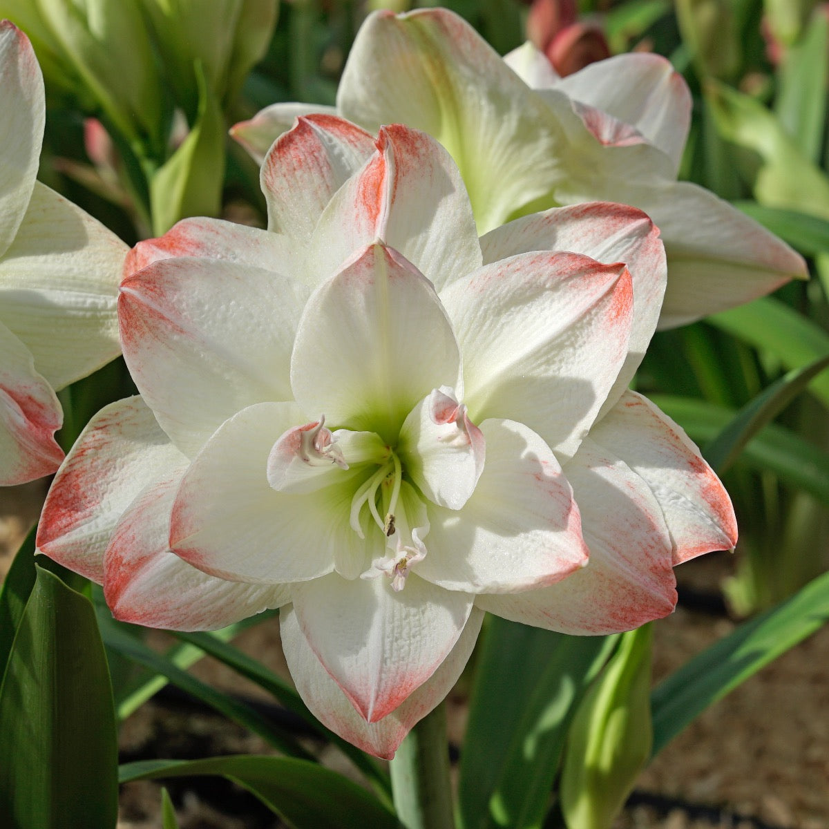 Amaryllis Candy Amadeus