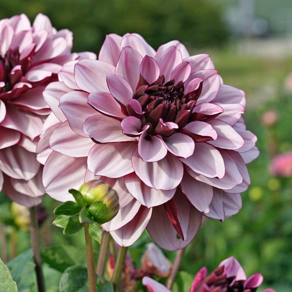 Dahlia Crême de Cassis