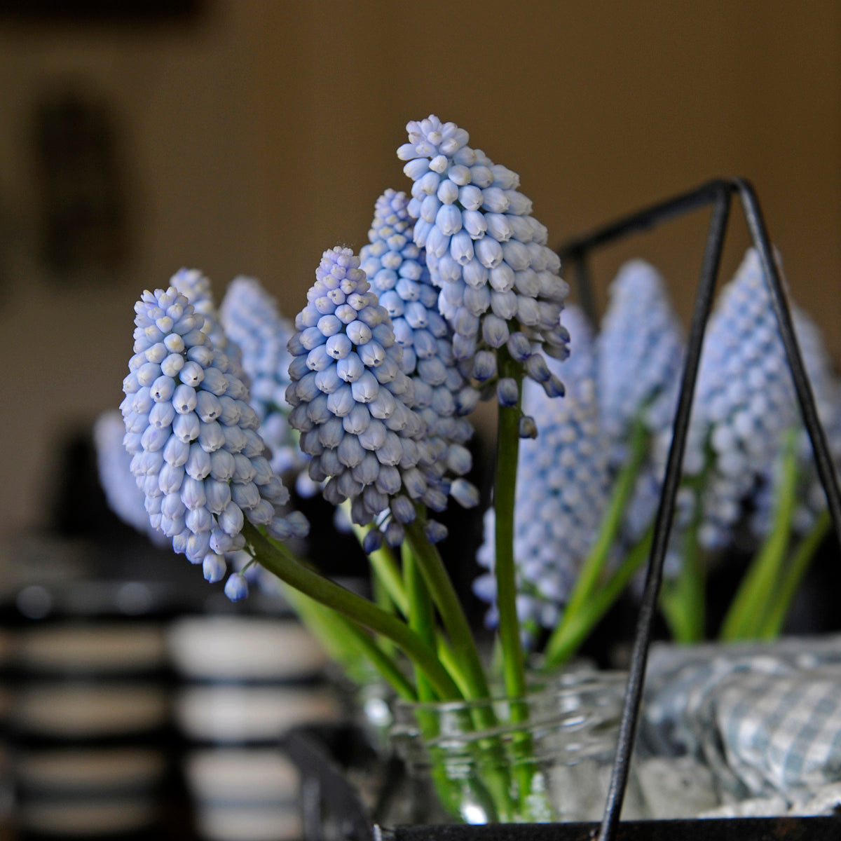 Muscari neglectum Baby's Breath