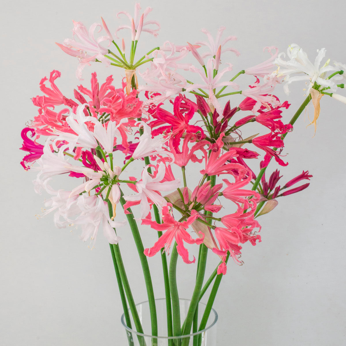 Nerine bowdenii mixture