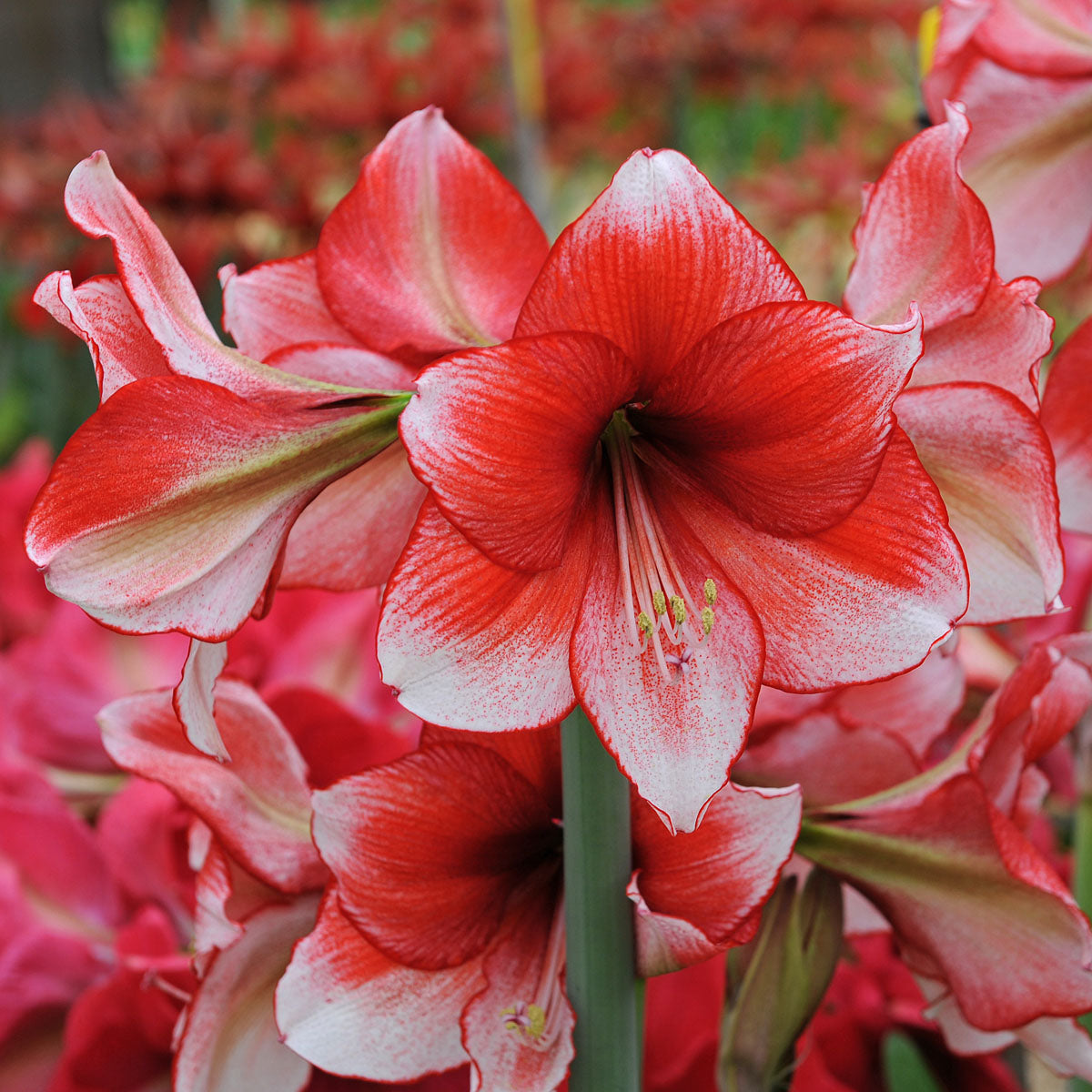 Amaryllis Stardust
