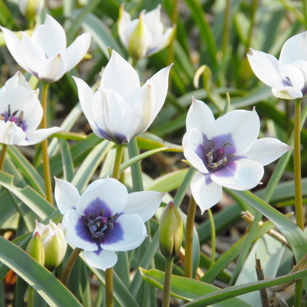 humilis Alba Coerulea Oculata