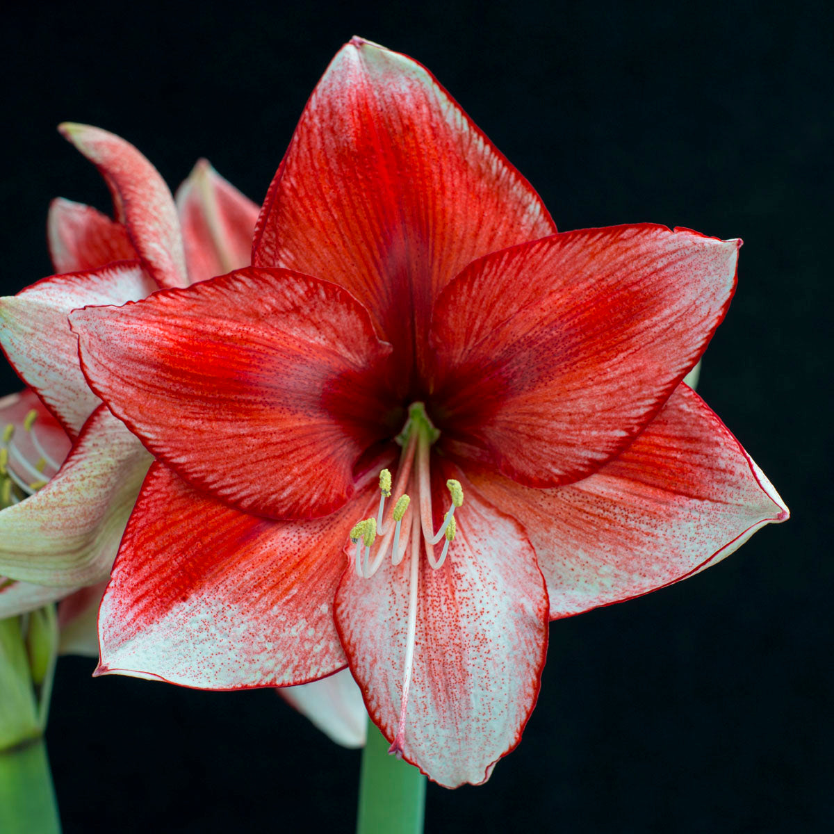Amaryllis Stardust