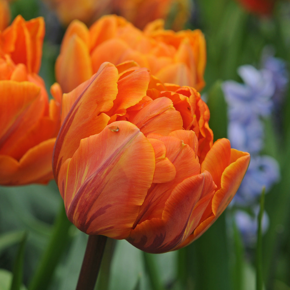 Tulipa Orange Princess