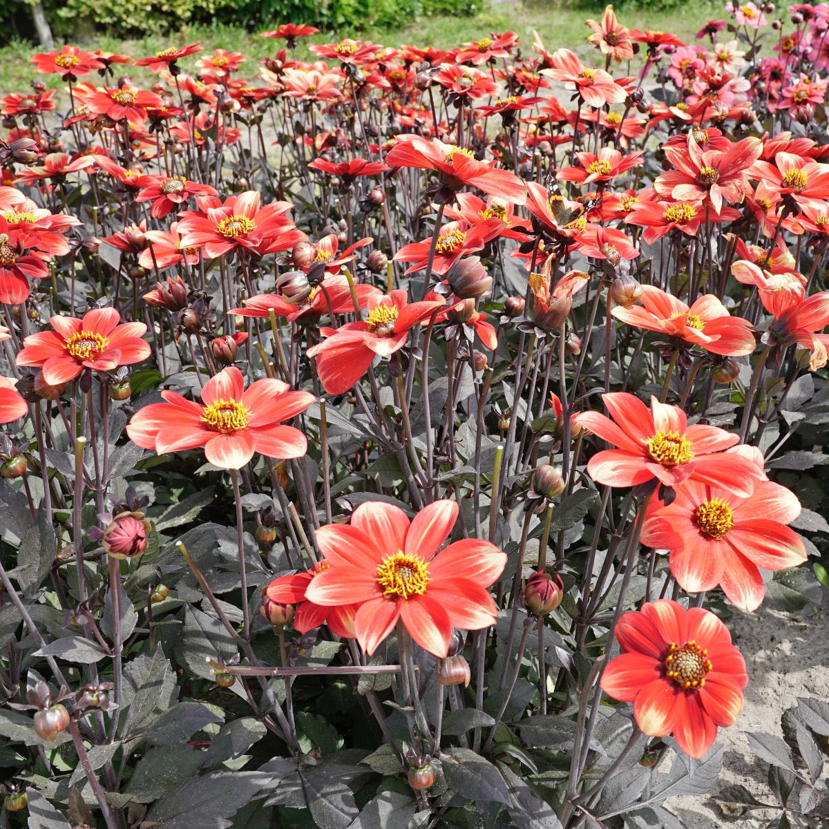Dahlie Dahlegria Bicolore