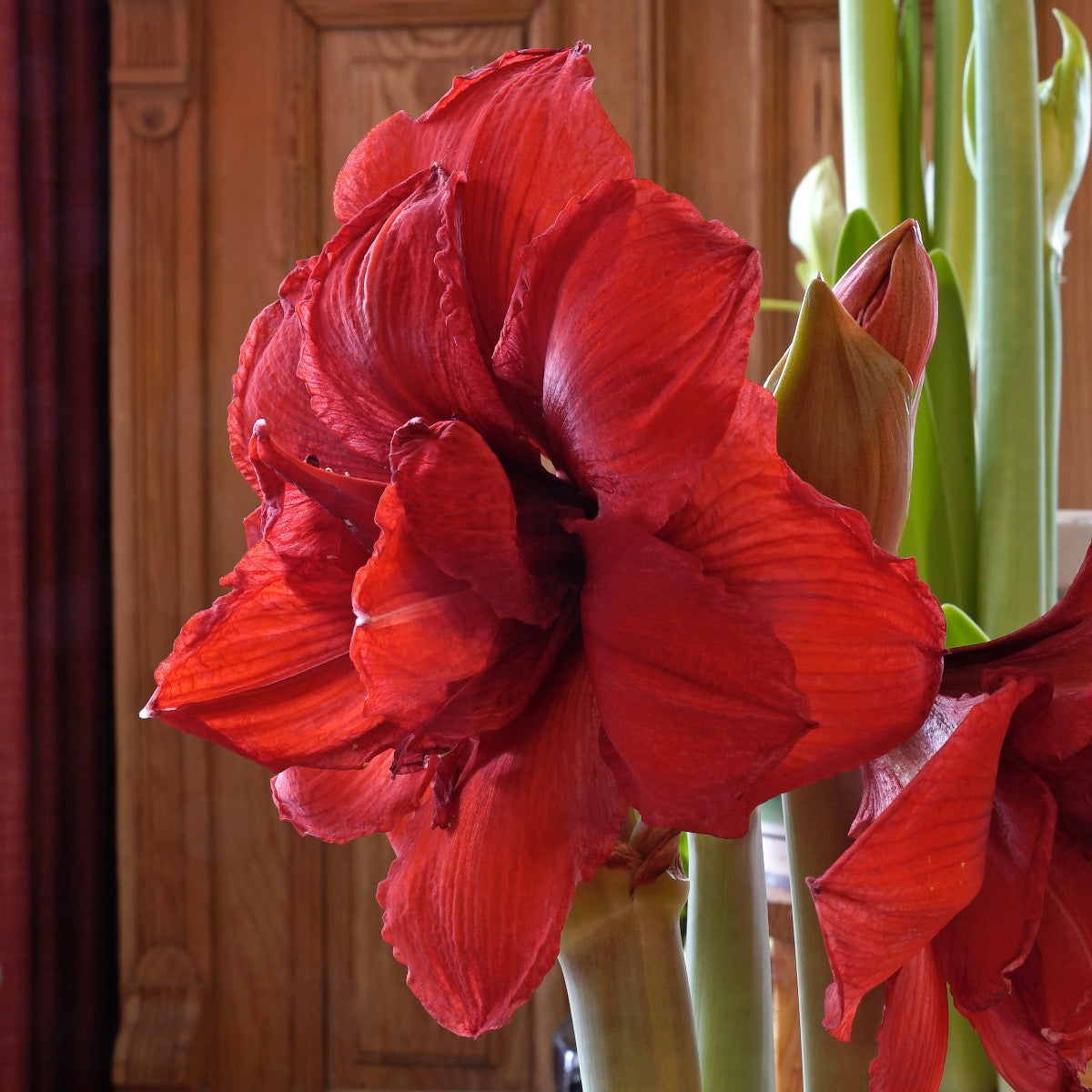 Amaryllis Double King