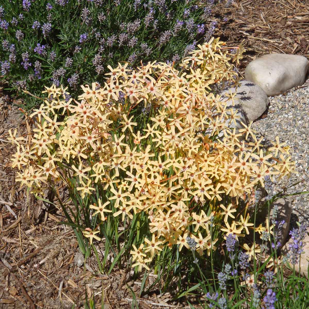 Ixia paniculata Eos