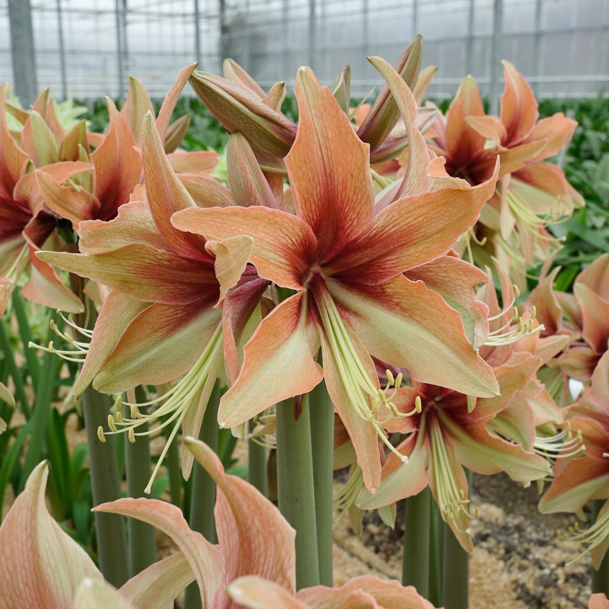 Amaryllis Wild Amazone