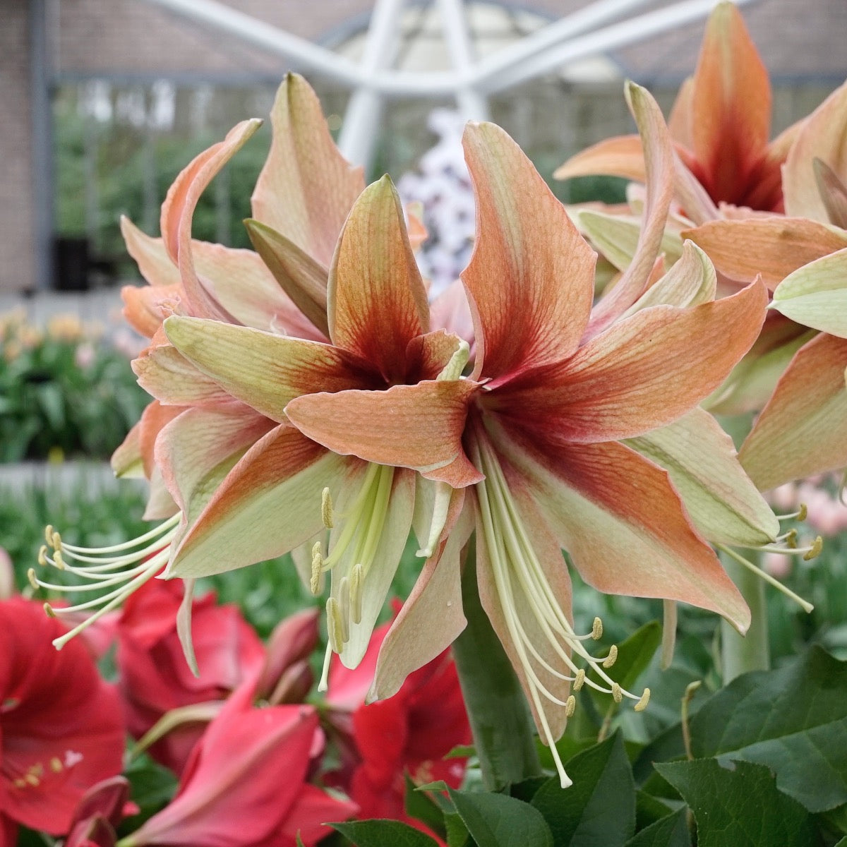 Amaryllis Wild Amazone