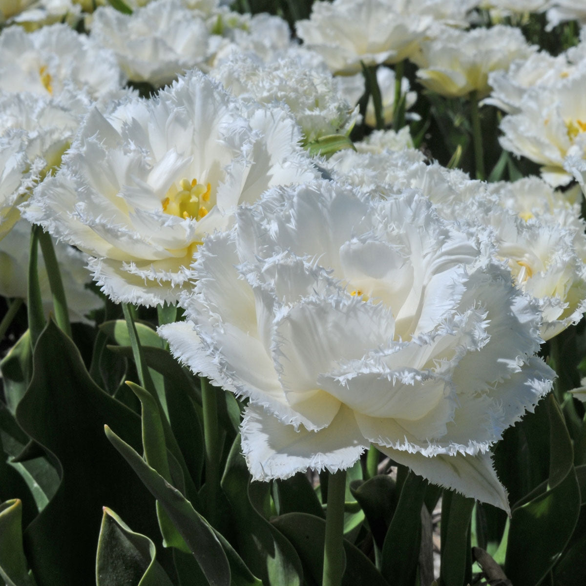 Tulipa Snow Crystal